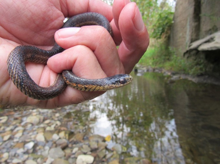 Eastern Garter Snake